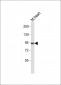 PROX1 Antibody (Center)